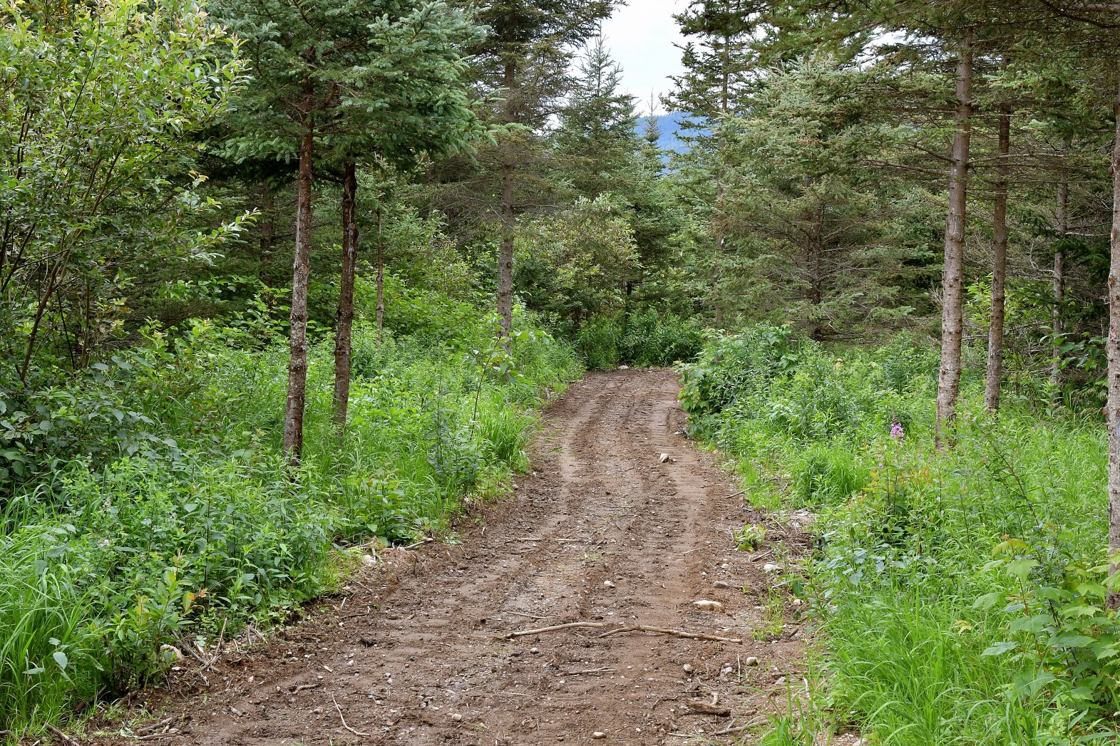 Sentier3